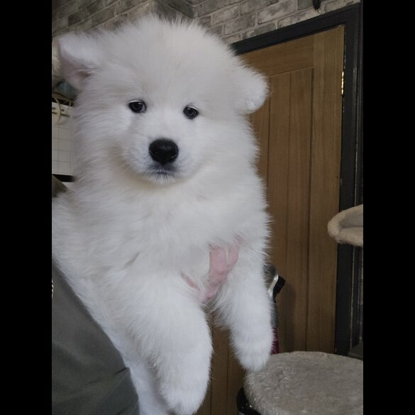 Samoyed - Dogs