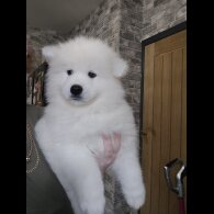 Samoyed - Dogs