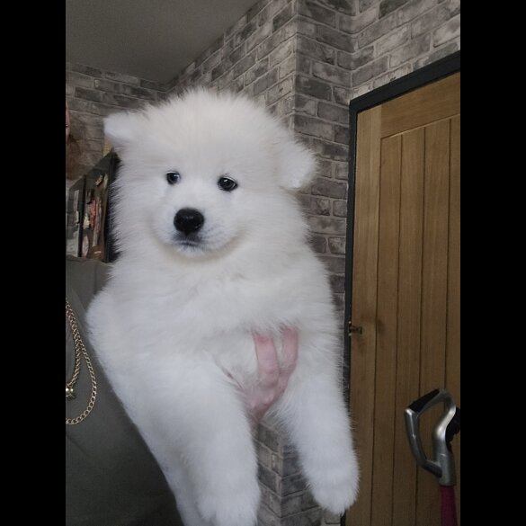 Samoyed - Dogs