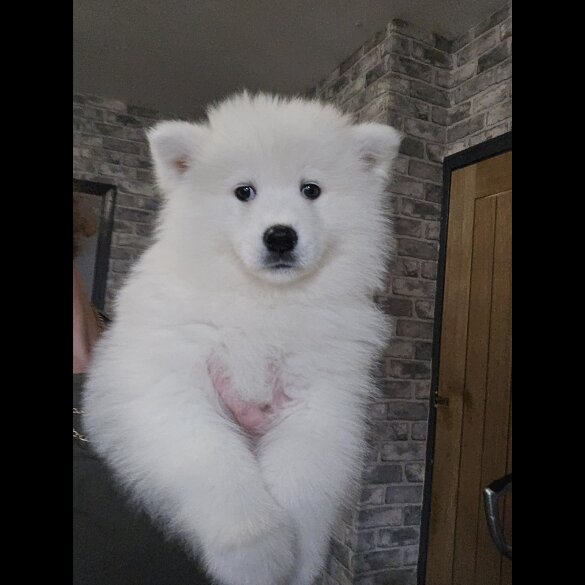 Samoyed - Dogs