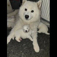 Samoyed - Dogs