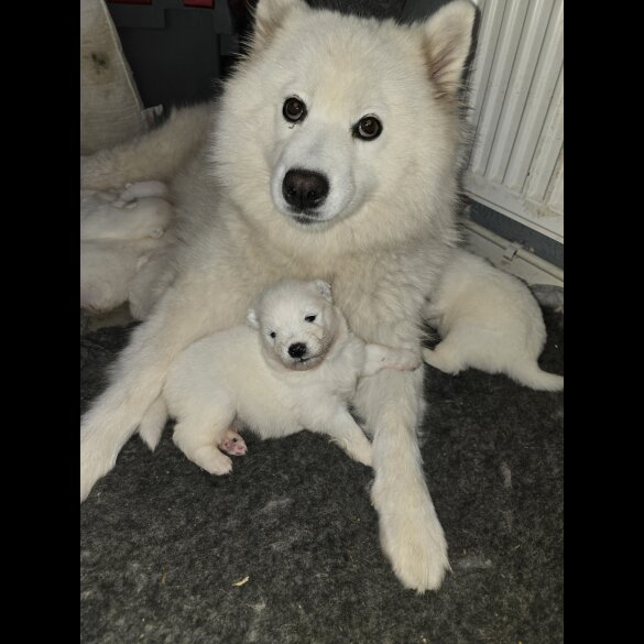 Samoyed - Dogs