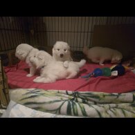 Samoyed - Dogs