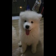 Samoyed - Dogs
