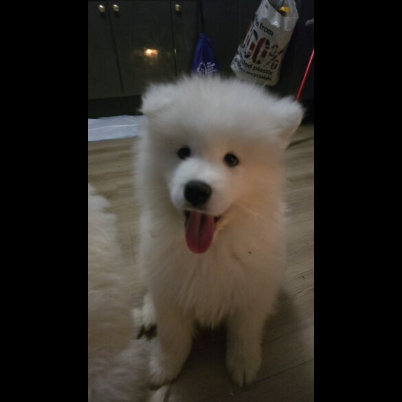 Samoyed - Dogs
