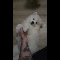 Samoyed - Dogs
