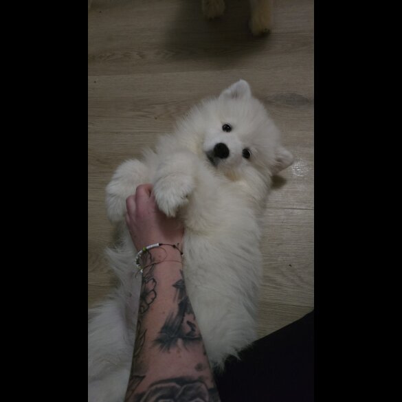 Samoyed - Dogs