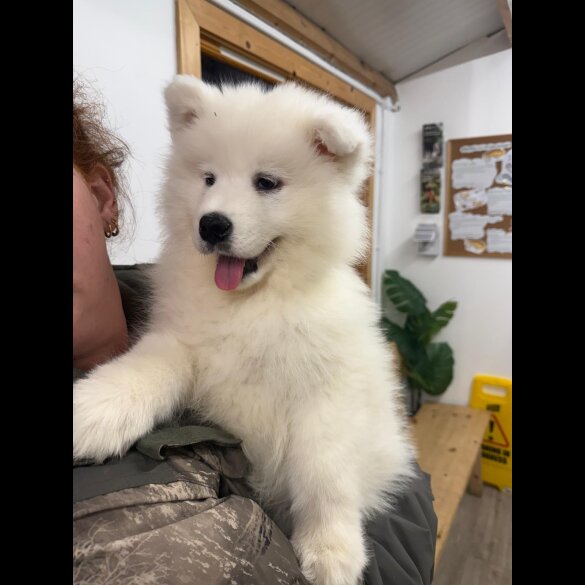 Samoyed - Dogs