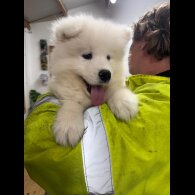 Samoyed - Dogs