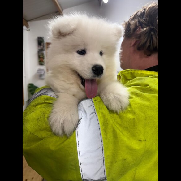 Samoyed - Dogs