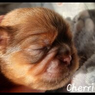 Shih Tzu - Both