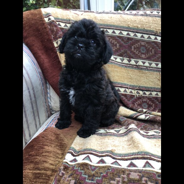 Shih Tzu - Dogs