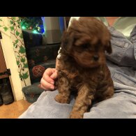Shih Tzu - Dogs