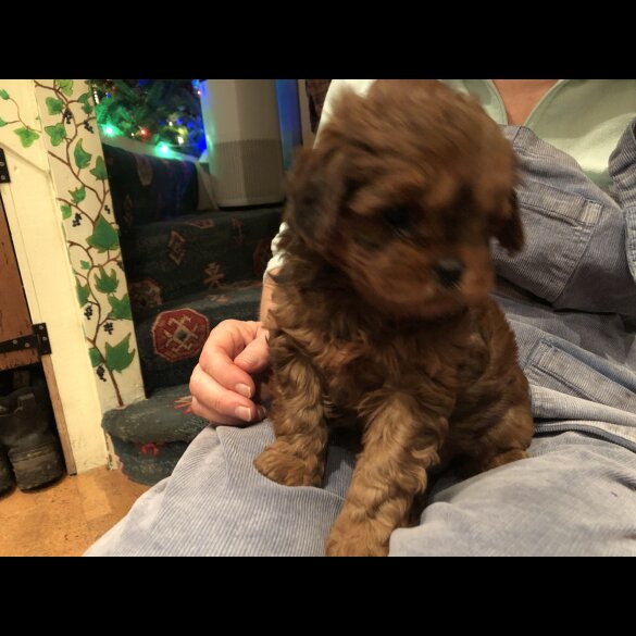 Shih Tzu - Dogs