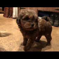 Shih Tzu - Dogs
