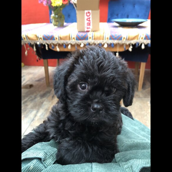 Shih Tzu - Dogs
