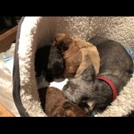 Shih Tzu - Dogs