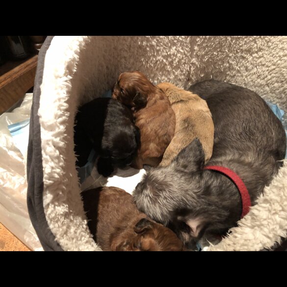 Shih Tzu - Dogs