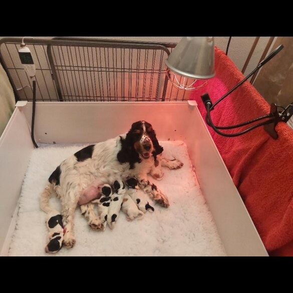 Cocker Spaniel (Working &amp; Show) - Both