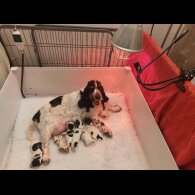 Cocker Spaniel (Working &amp; Show) - Both