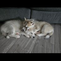 Siberian Husky - Both