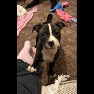 Staffordshire Bull Terrier - Dogs