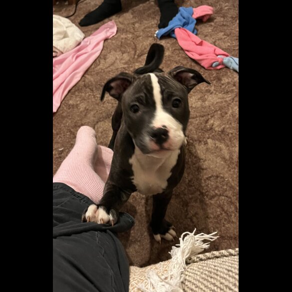 Staffordshire Bull Terrier - Dogs