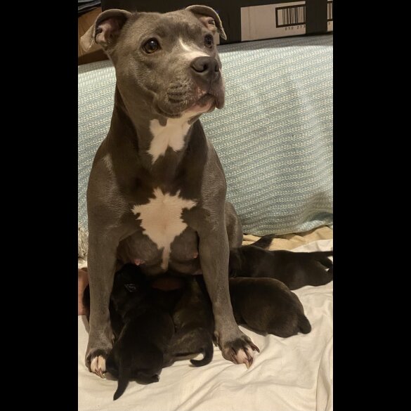 Staffordshire Bull Terrier - Dogs