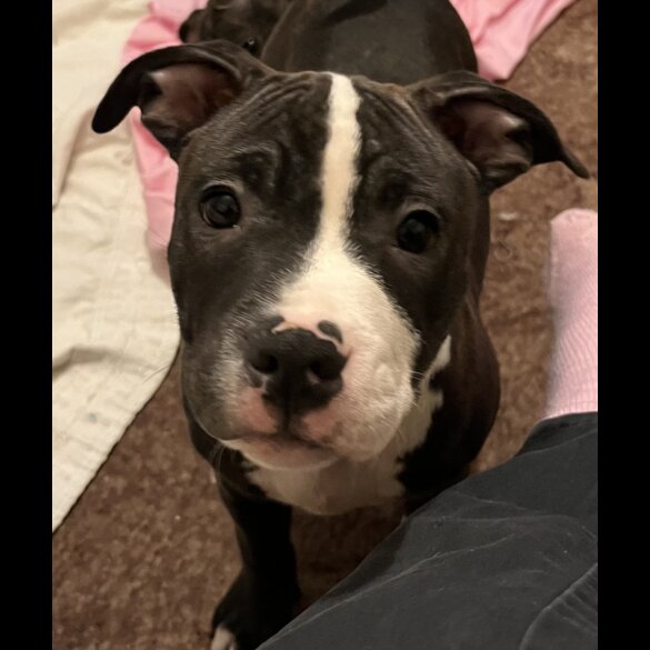 Staffordshire Bull Terrier - Dogs
