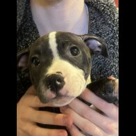 Staffordshire Bull Terrier - Dogs