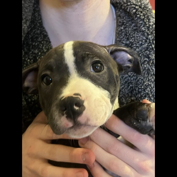 Staffordshire Bull Terrier - Dogs