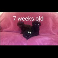 Toy Poodle - Both