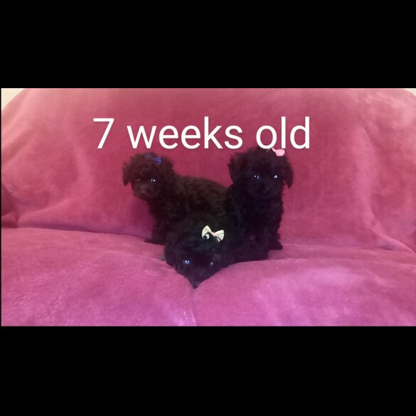 Toy Poodle - Both