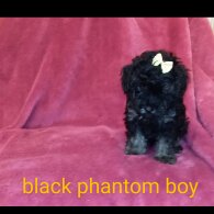 Toy Poodle - Both