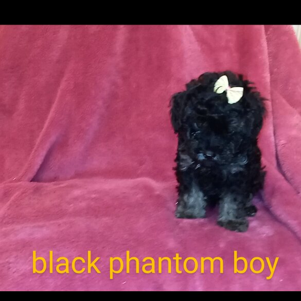 Toy Poodle - Both