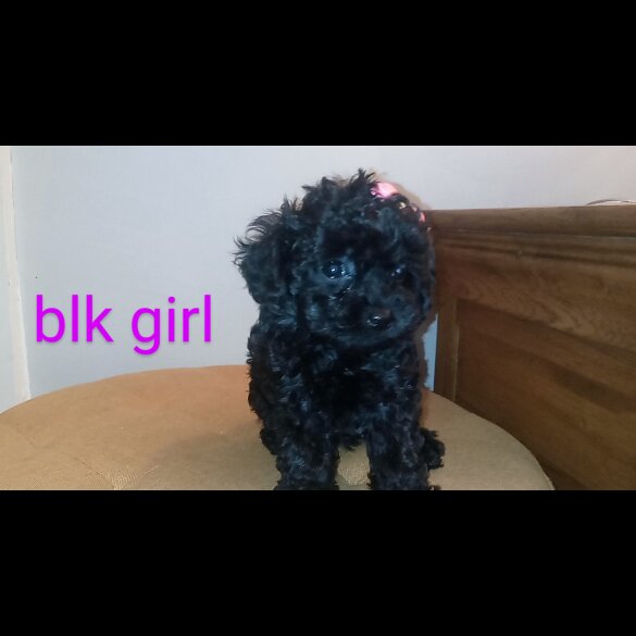 Toy Poodle - Both