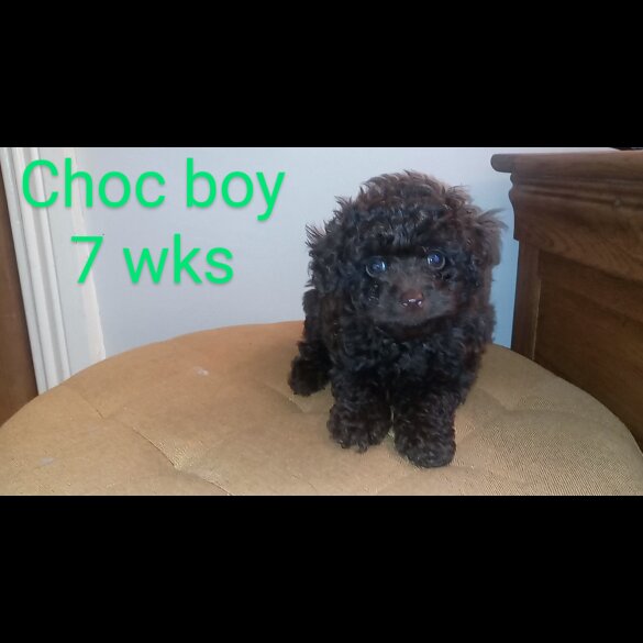 Toy Poodle - Both