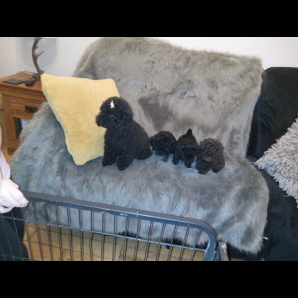 Toy Poodle - Both