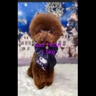 Toy Poodle - Both