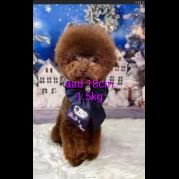 Toy Poodle - Both