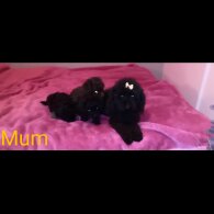 Toy Poodle - Both