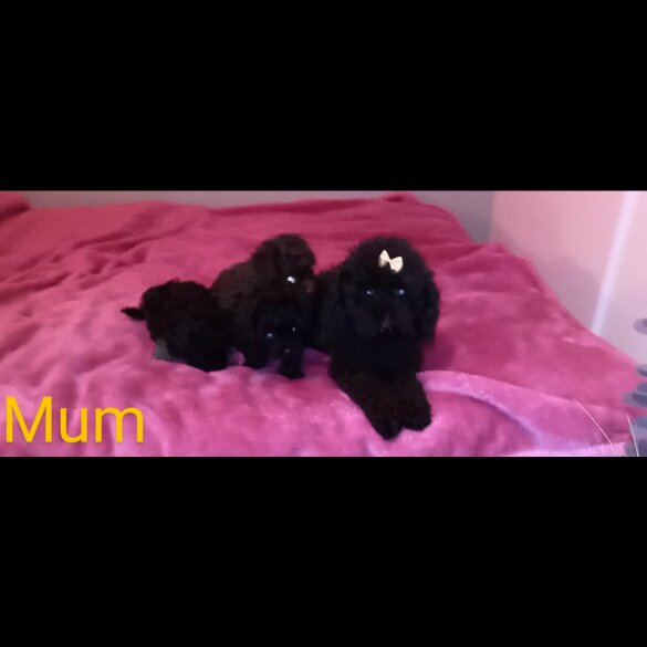 Toy Poodle - Both