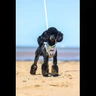 Toy Poodle
