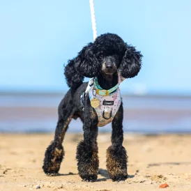 Toy Poodle