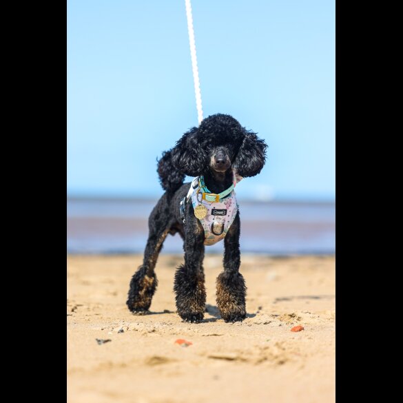 Toy Poodle