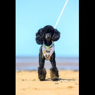 Toy Poodle