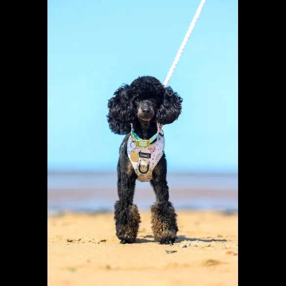Toy Poodle