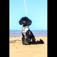 Toy Poodle