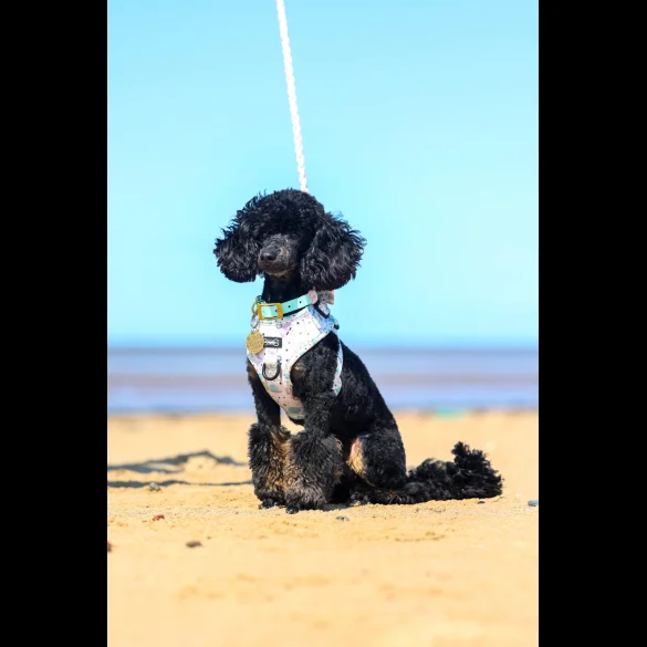 Toy Poodle