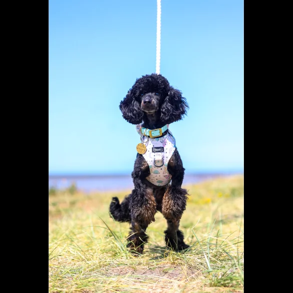 Toy Poodle